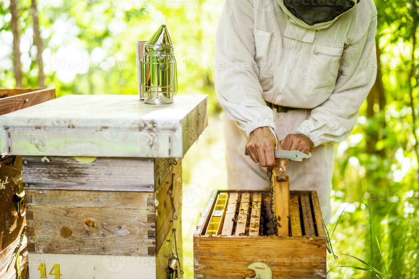 apiculteur est examiner le sien ruches dans forêt. apiculture professionnel profession. photo