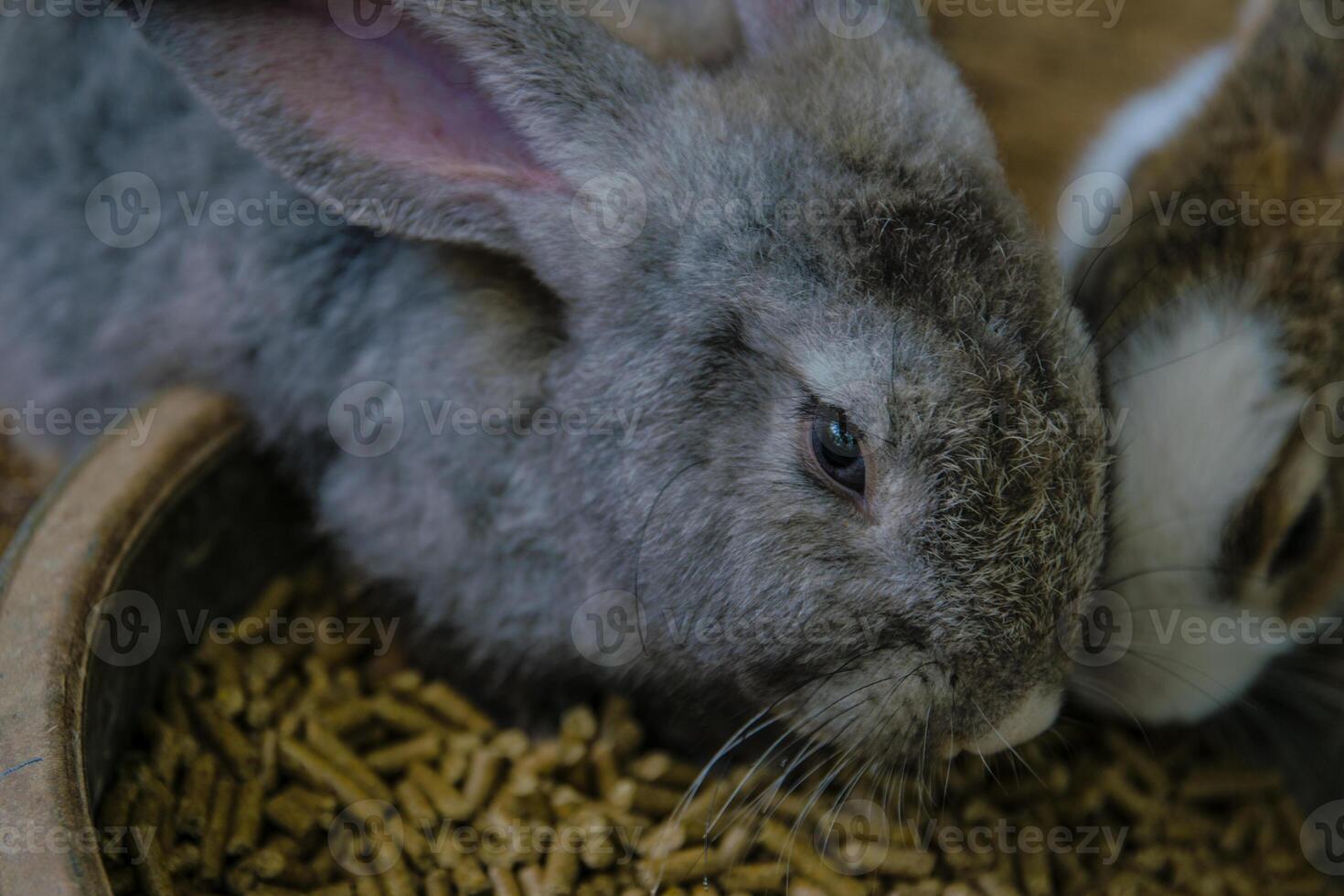 lapin de pâques photo