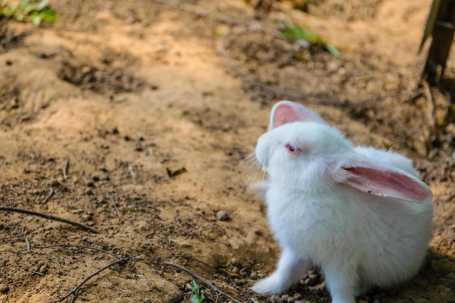 lapin de pâques photo