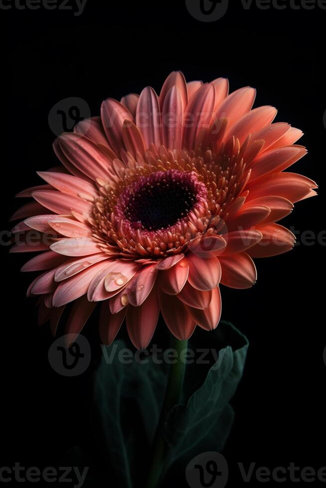 le transvaal Marguerite, dans une magnifique ombre de rose, brille radieux dans le obscurité ,fait avec génératif ai. photo