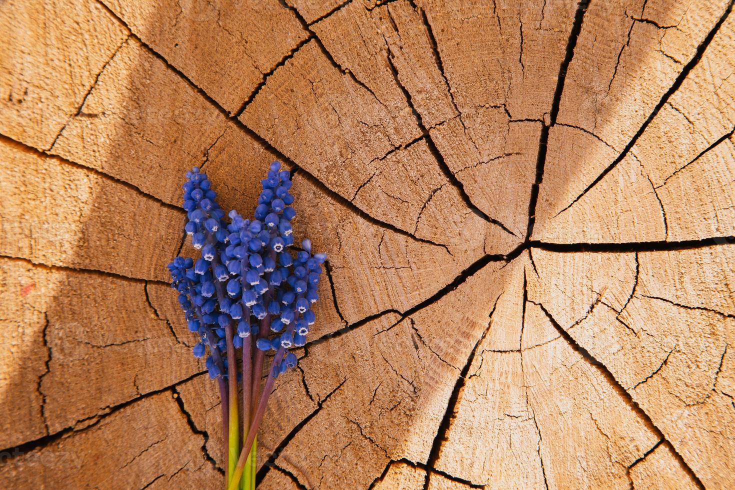 Bouquet de fleurs de lavande sur fond de bois photo