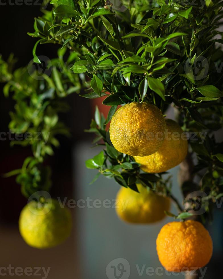 Citronnier se bouchent avec un fond sombre photo