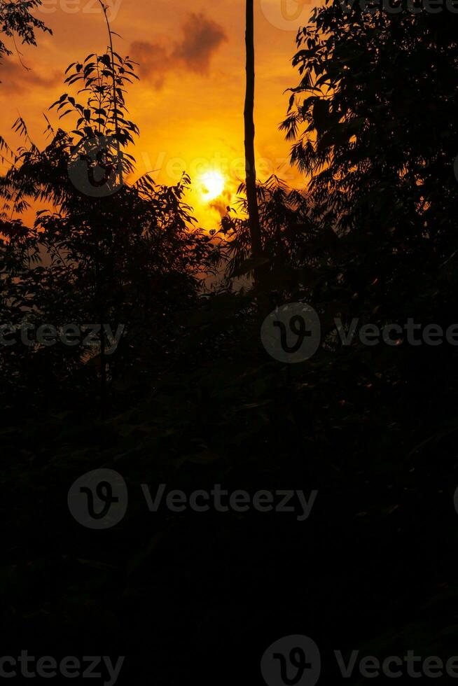 le coucher du soleil avec silhouette de des arbres dans premier plan photo