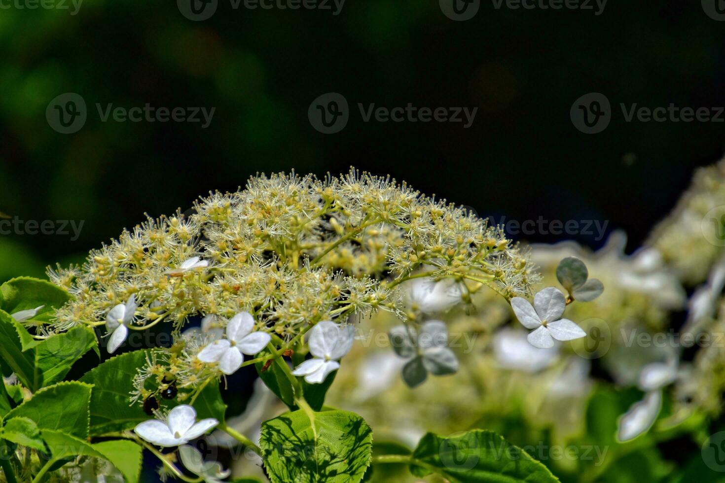 printemps buisson avec blanc fleurs épanouissement dans fermer dans le chaud des rayons de le Soleil photo