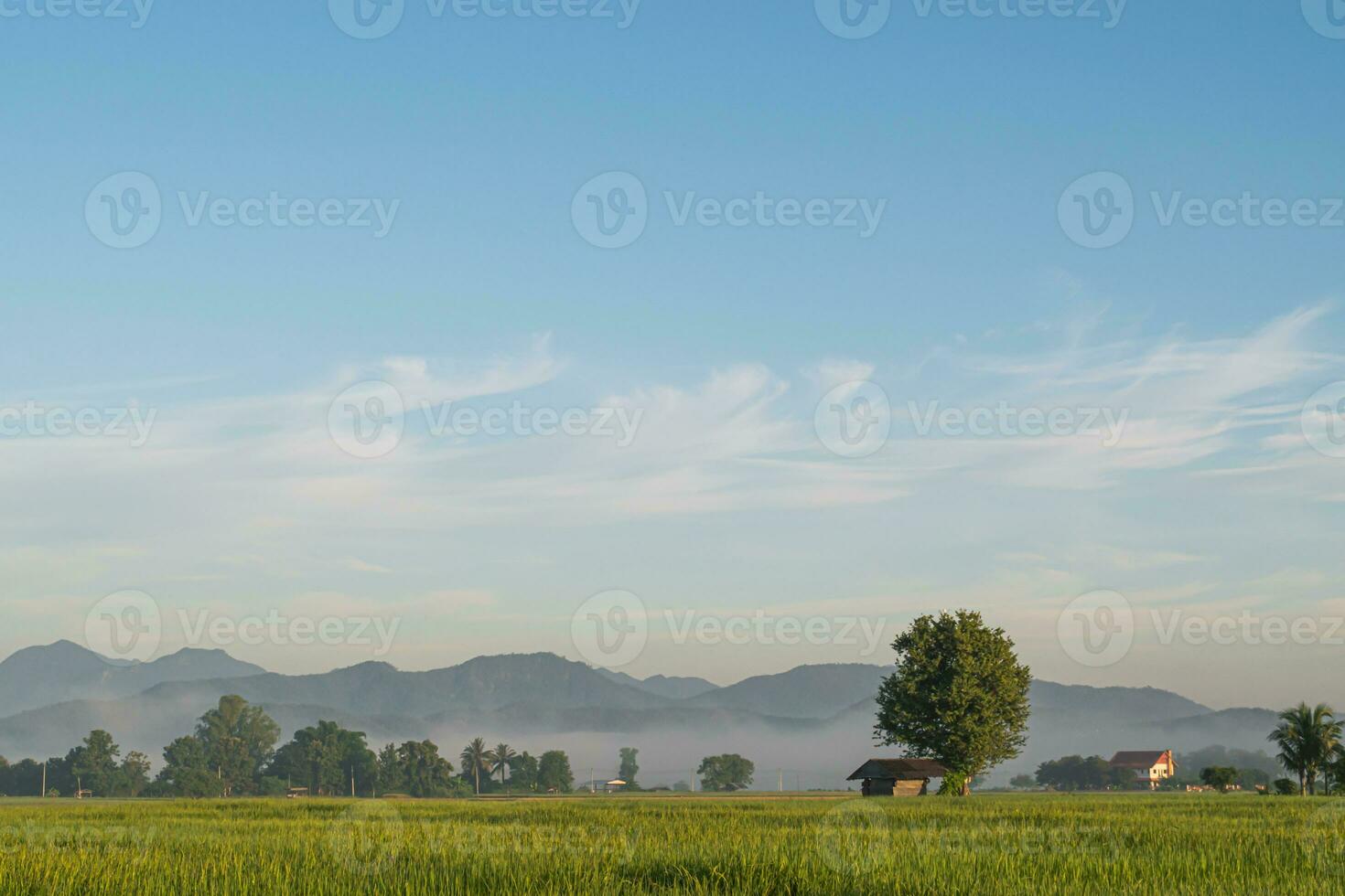 riz des champs et nuage bleu ciel photo