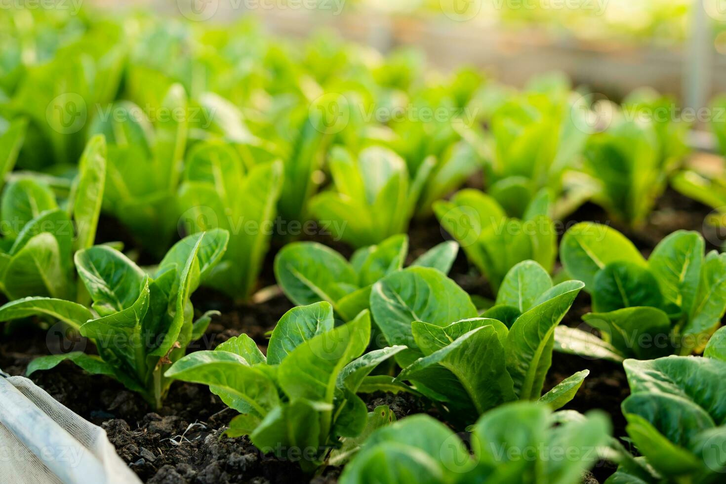 biologique légume jardin croissance des légumes naturellement sans pour autant nocif produits chimiques et pesticides, sélectif se concentrer, doux se concentrer. photo