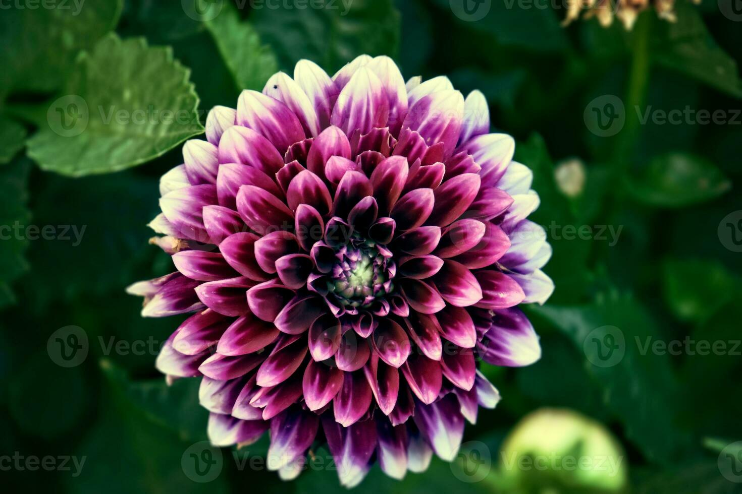 original violet fleurs elles ou ils donné croissance sur une été journée dans une jardin parmi vert feuilles photo