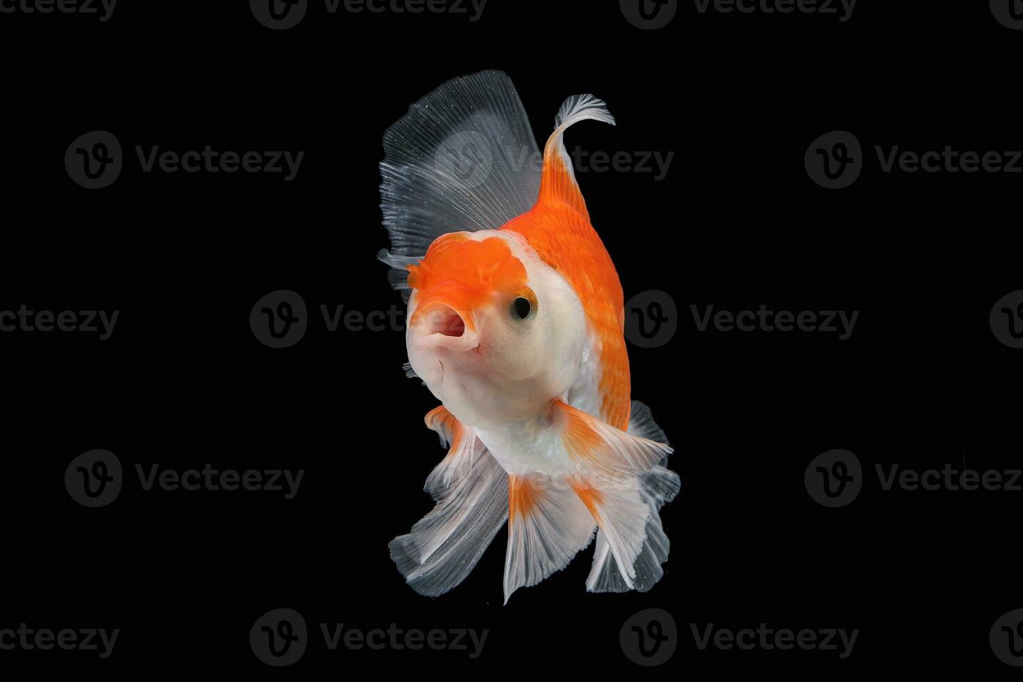 animal de compagnie Jaune blanc or poisson avec longue fleuri vague queue nager dans aquarium l'eau sur noir Contexte photo