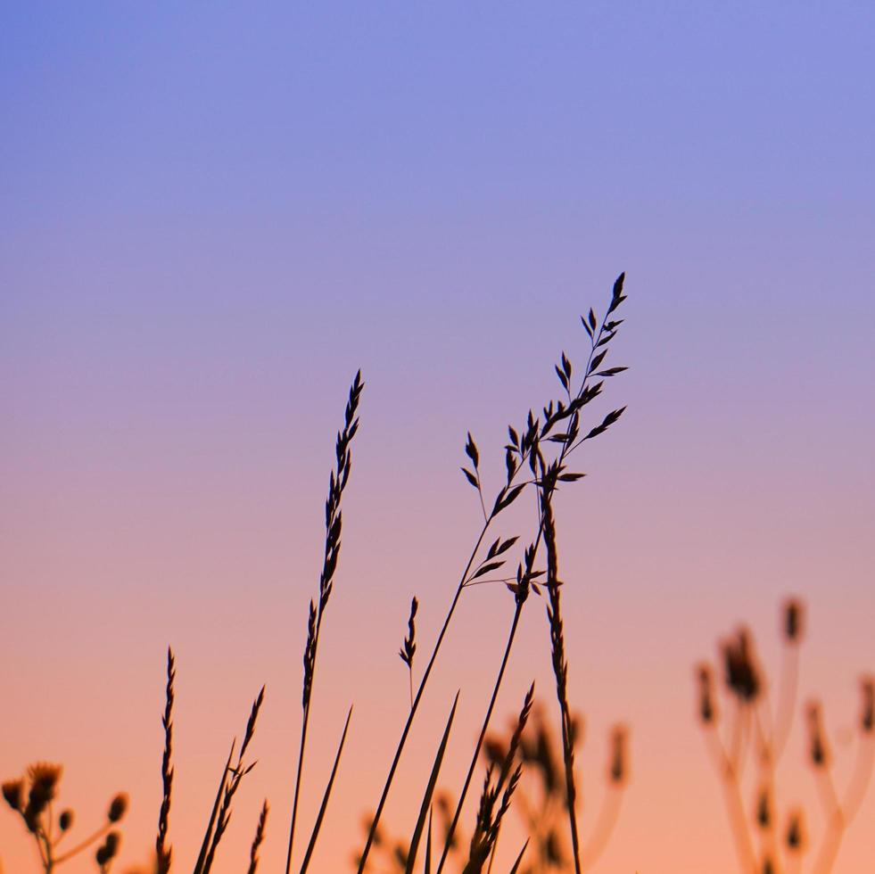 fleur plante silhouette et coucher de soleil au printemps photo