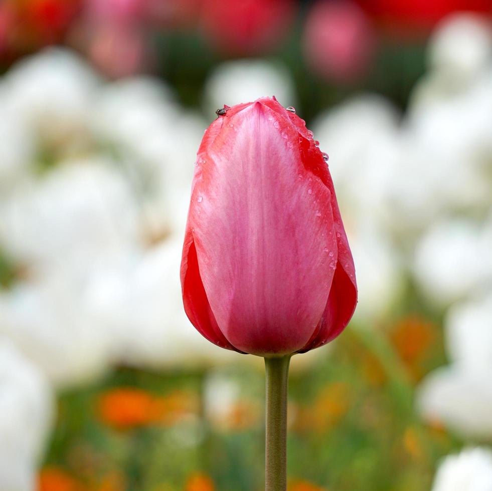 belles tulipes roses dans le jardin au printemps photo