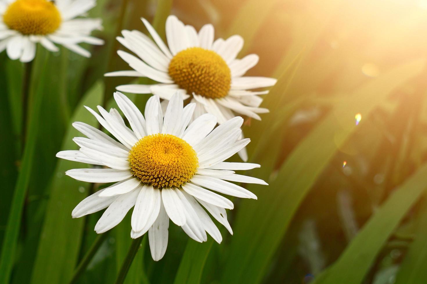 belle fleur de marguerite dans le jardin au printemps photo