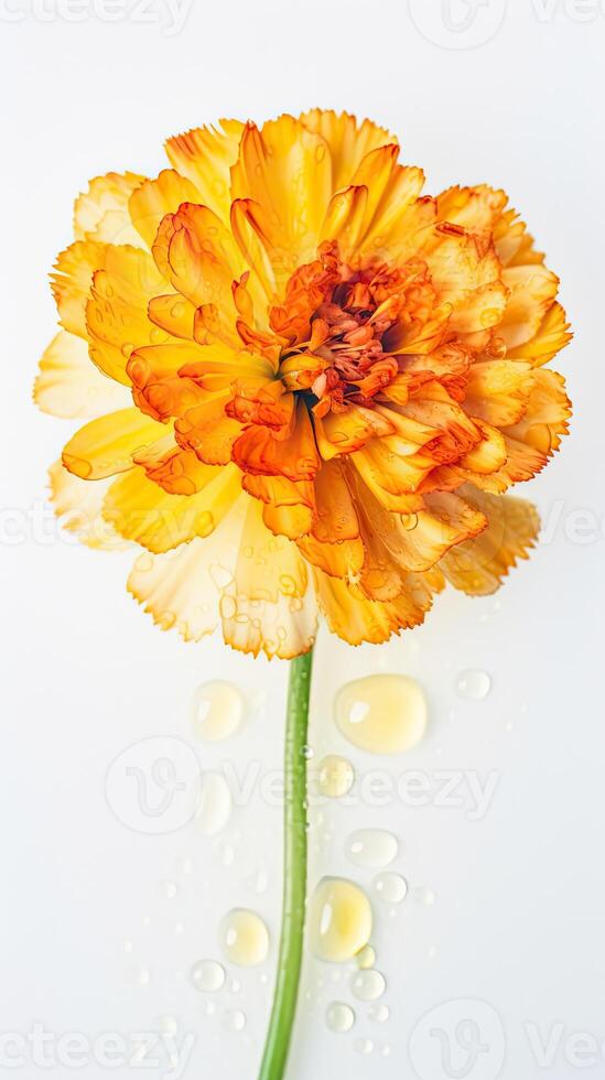 étourdissant macro coups de l'eau gouttelettes Orange œillet fleur. génératif ai. photo