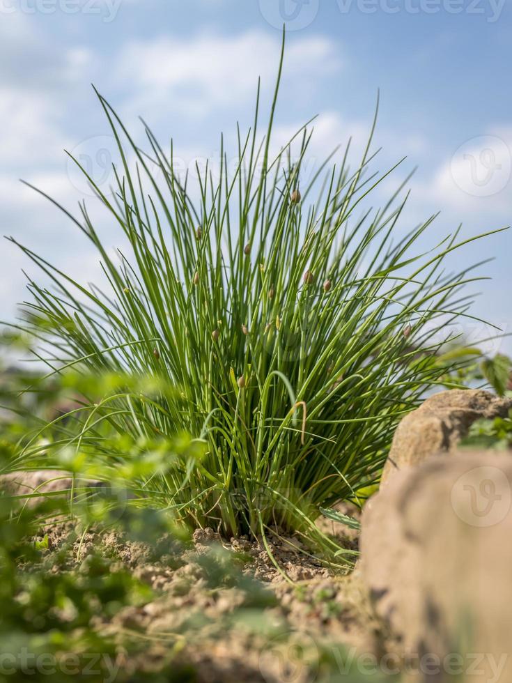 Ciboulette touffue dans un lit d'herbes avec des grès et un ciel bleu à partir d'un angle faible photo