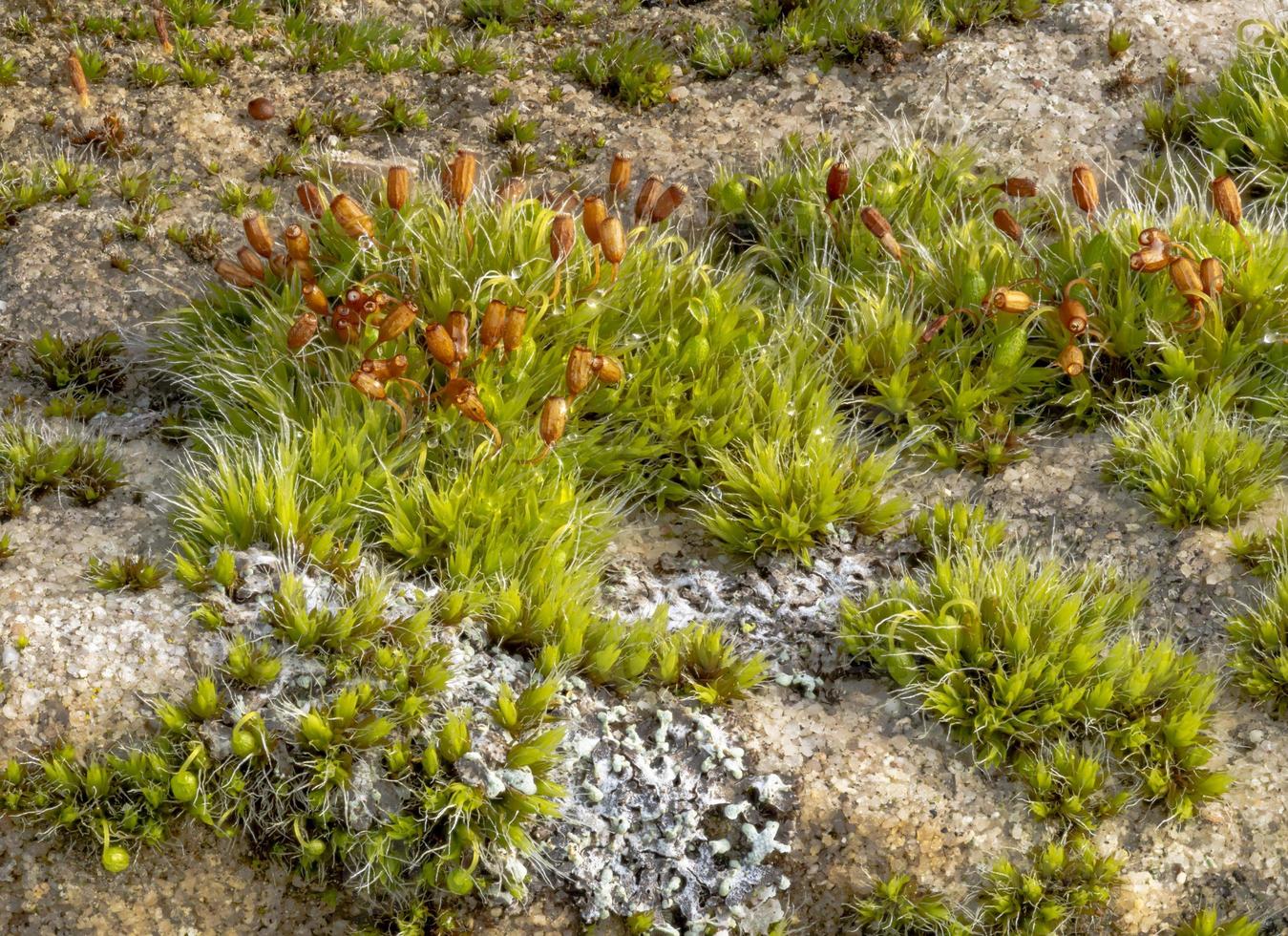 Plan macro sur mousse avec lichen lumineux sur un grès photo