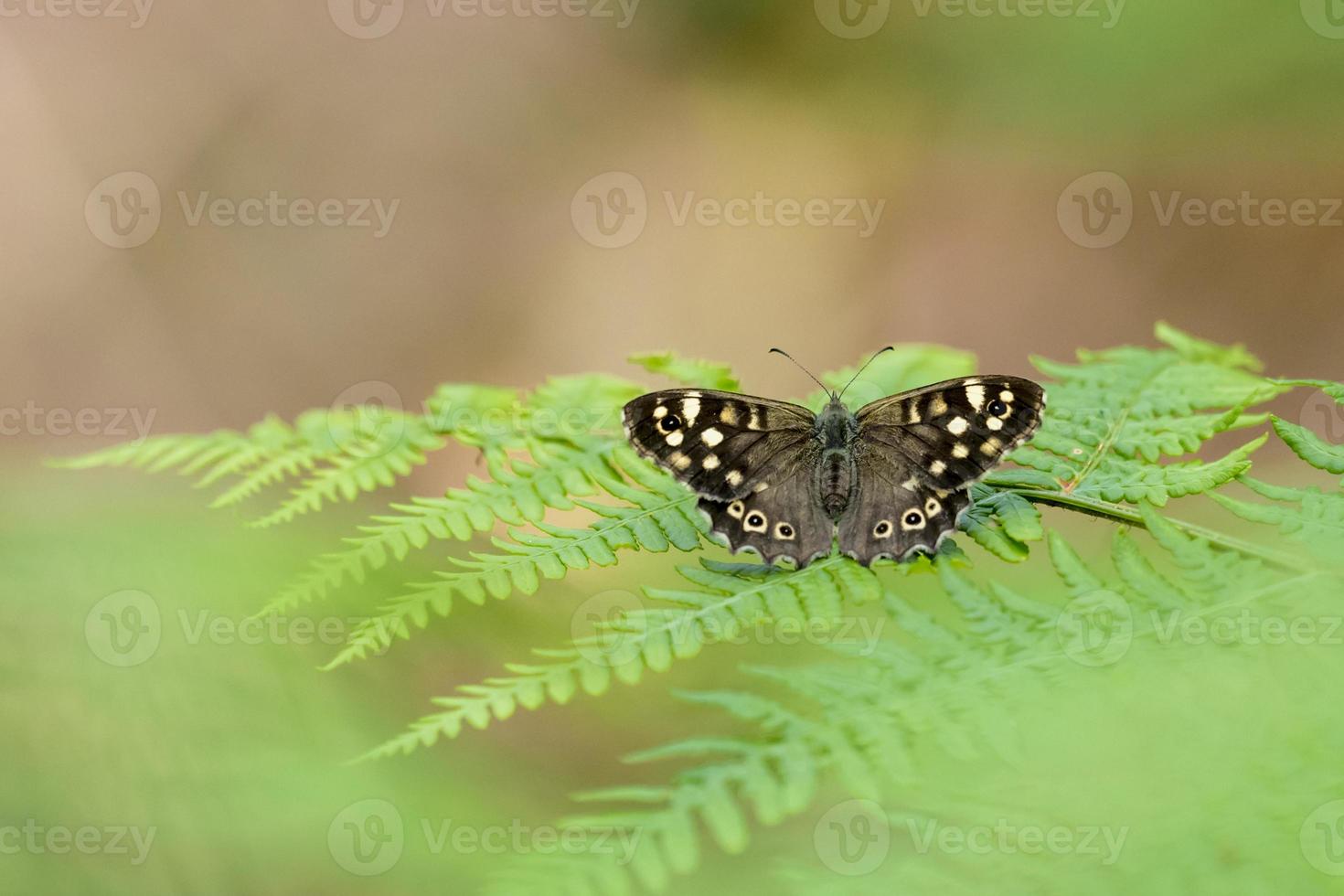 Petit papillon sombre est assis sur la fougère en face de l'arrière-plan flou vert photo