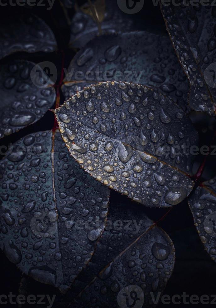 gouttes de pluie sur les feuilles de la plante verte les jours de pluie photo