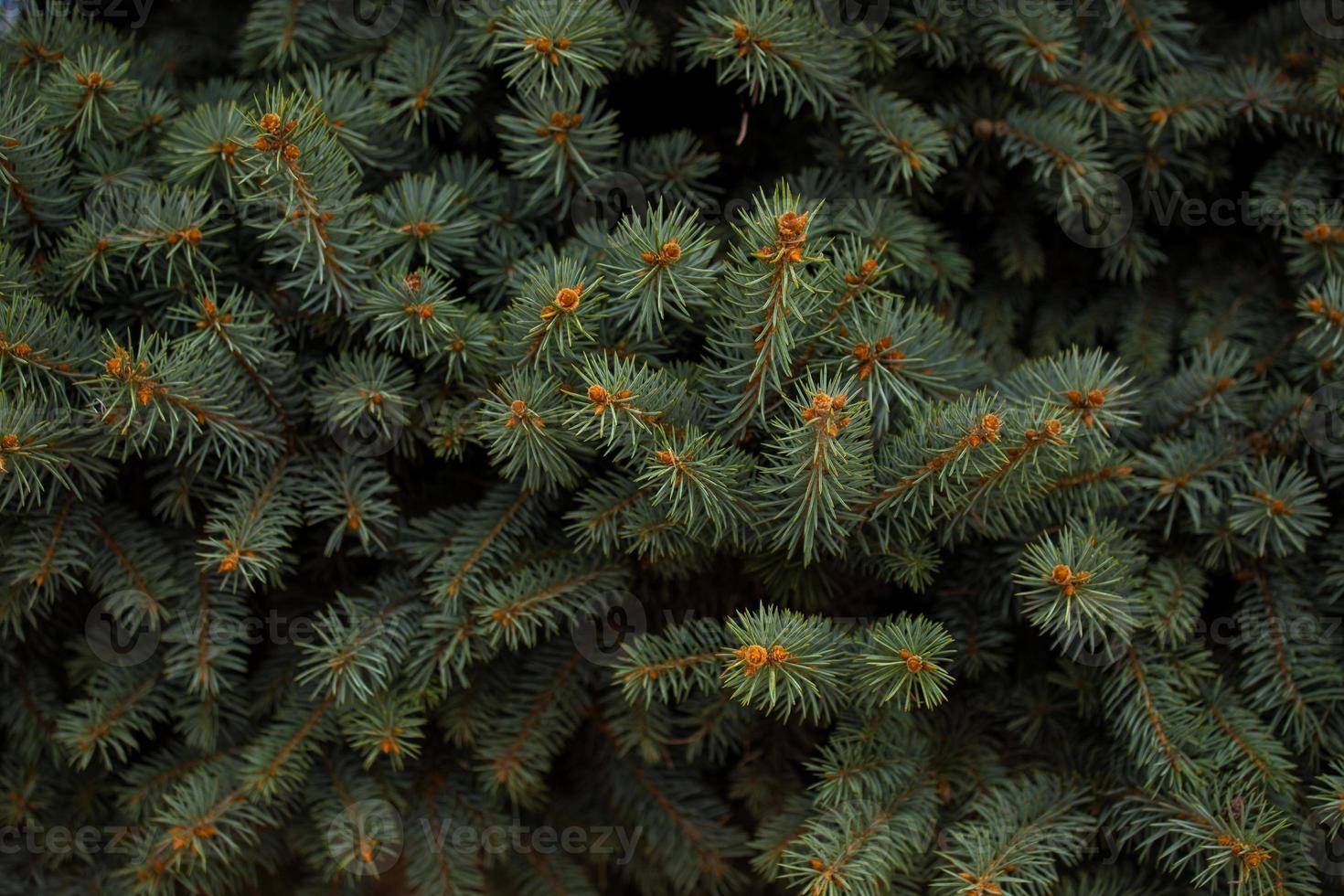 cadre de Noël sur le fond d'un arbre de Noël photo