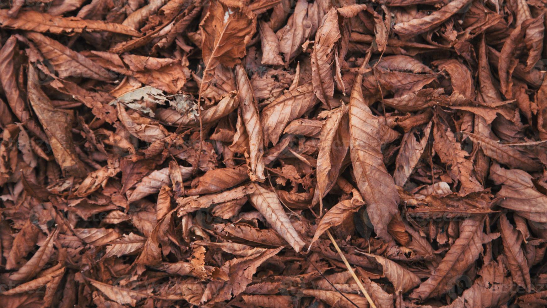 fond de feuilles d'automne photo