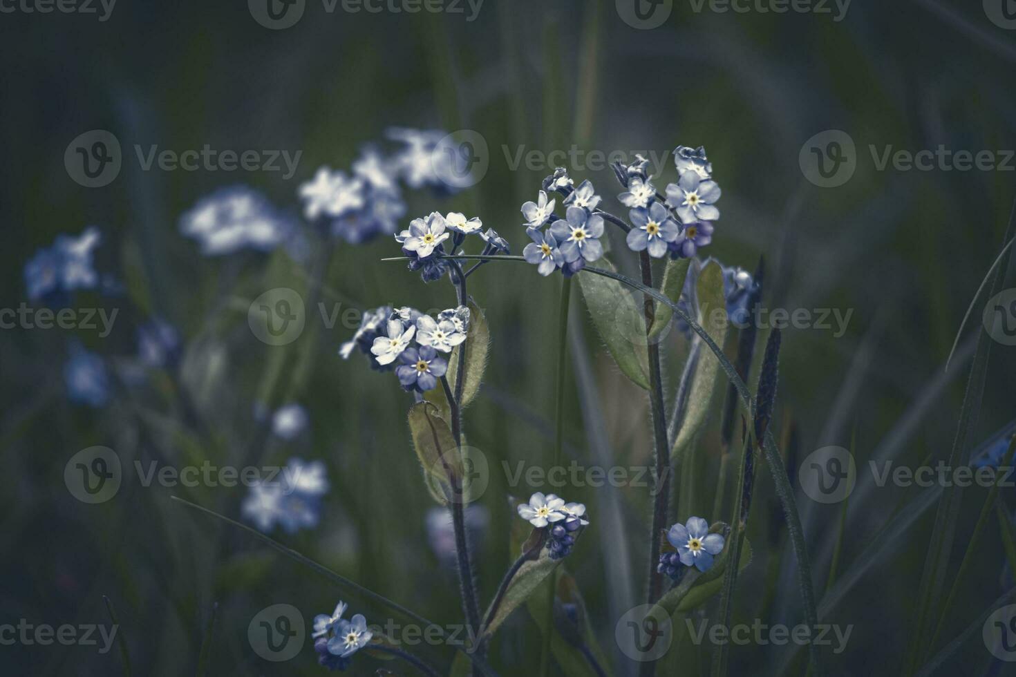 ne m'oublie pas, myosotis, fleurs épanouissement dans obscurité bokeh côté vue photo