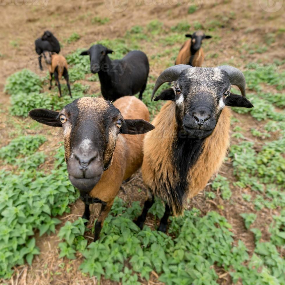 Deux moutons camerounais mâles et femelles se tiennent côte à côte dans le pâturage photo