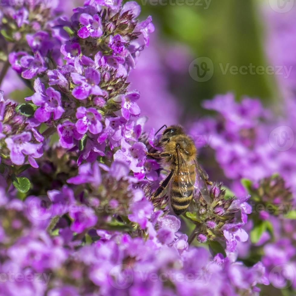 Honeybee est assis sur une fleur de thym entre de nombreuses fleurs floues photo