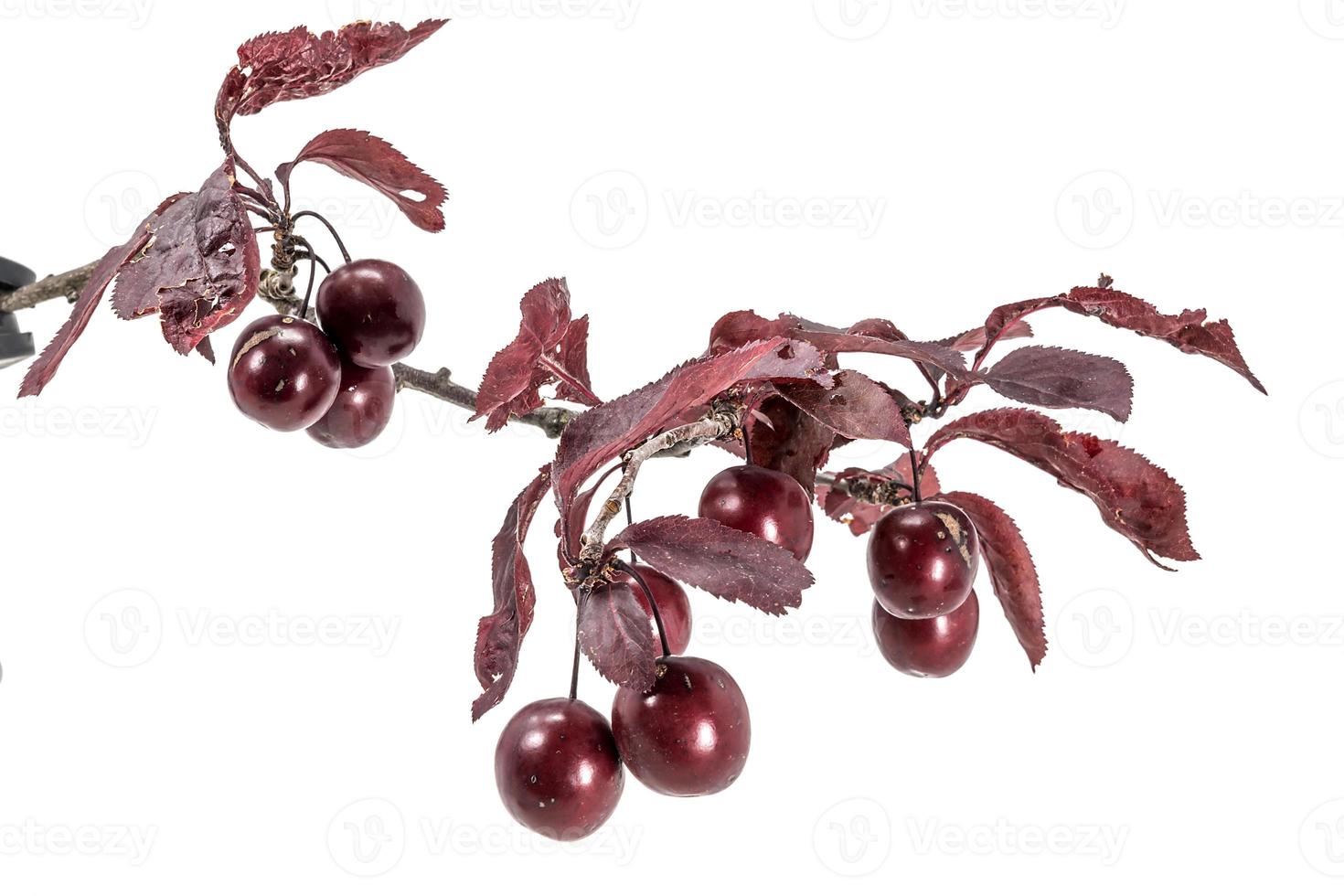 Prunes de sang accrocher sur une branche avec des feuilles isolées sur blanc photo