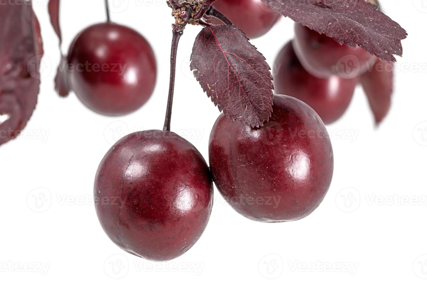 Prunes de sang accrocher sur une branche avec des feuilles isolées sur blanc photo