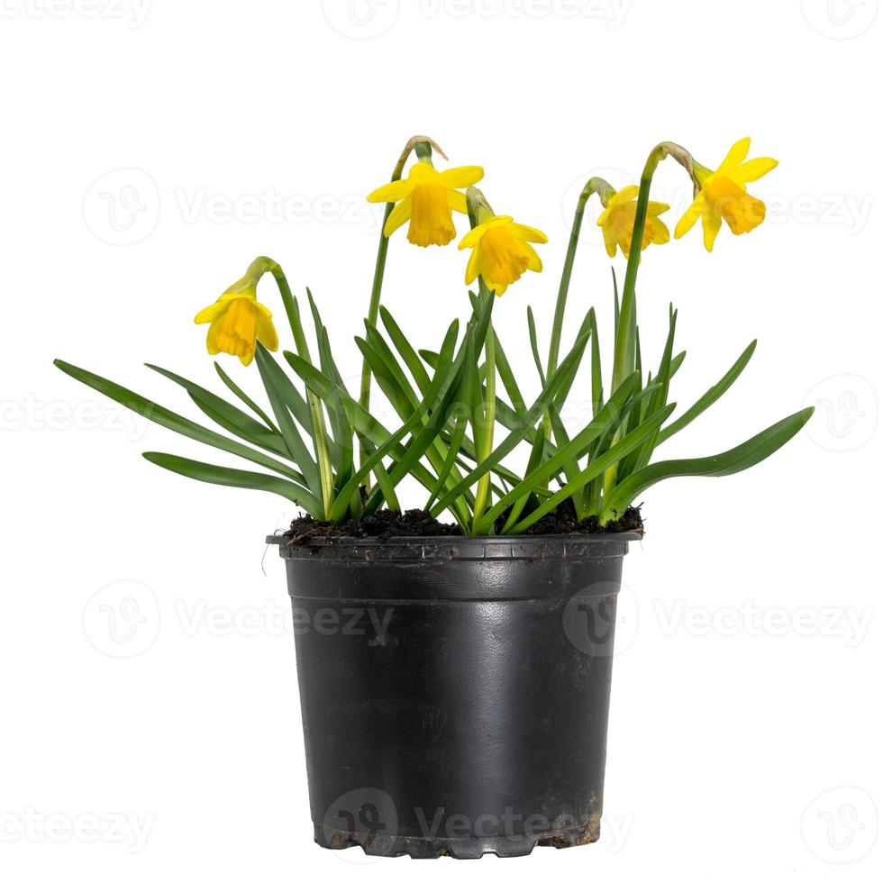 Petites jonquilles jaunes en fleurs dans un pot de fleurs photo