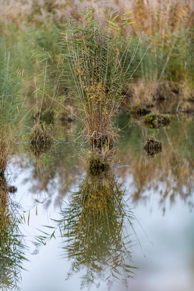 petite île de roseau dans un lac avec de forts reflets photo