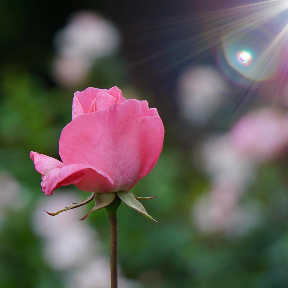 belle fleur rose dans le jardin au printemps photo