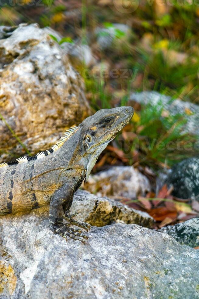 iguane sur rocher jungle tropicale playa del carmen mexique. photo