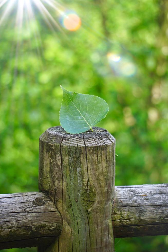 feuille verte sur le tronc au printemps photo