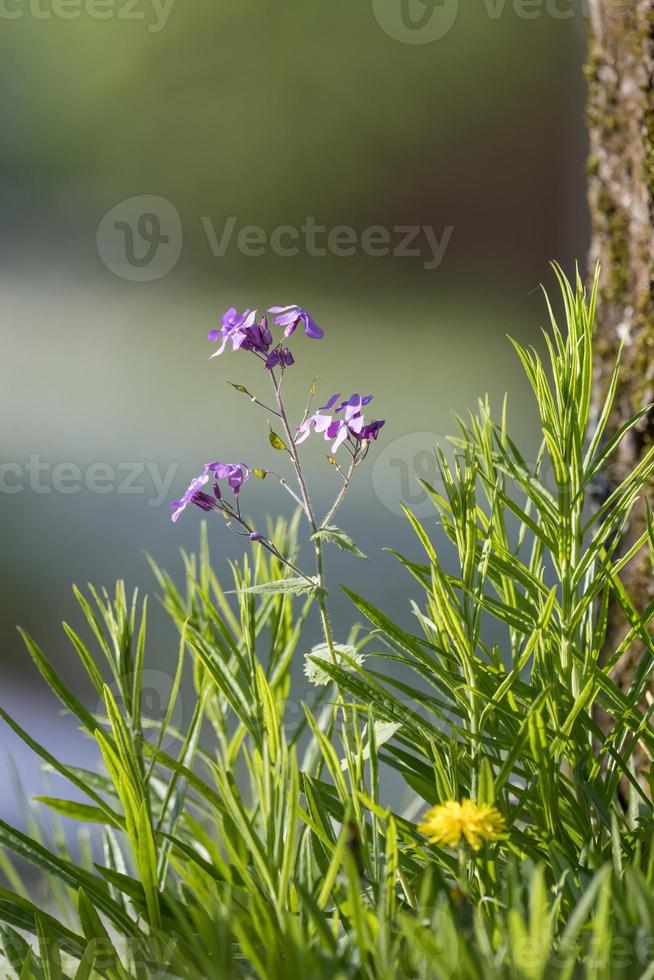 Grande fleur avec des pétales violets dans l'herbe sur un fond sombre flou photo