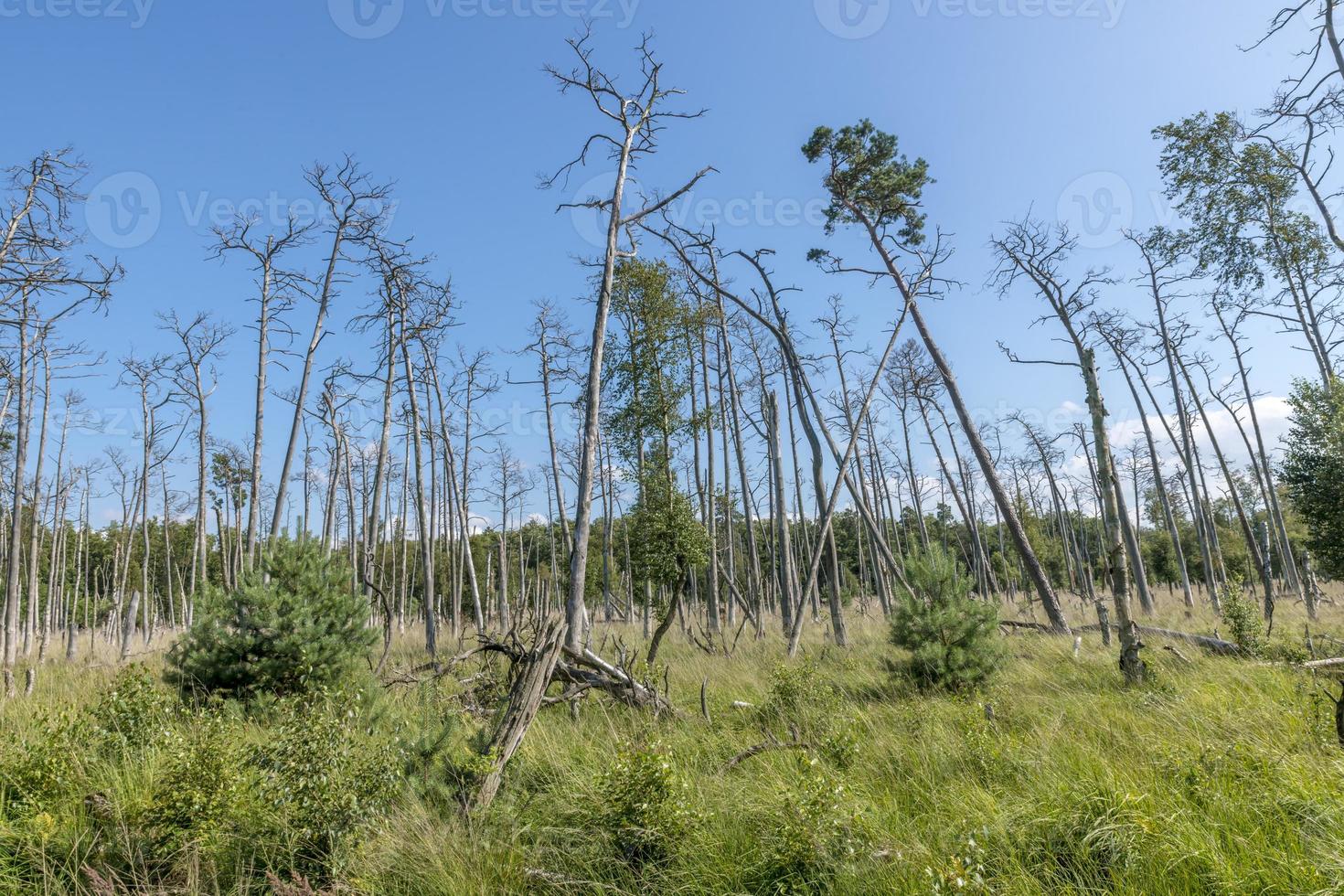 Paysage de forêt de lande allemande avec de l'herbe et des arbres à feuilles caduques en été photo