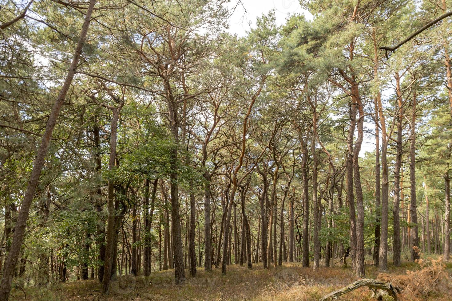 vue sur une vallée boisée de pins et de feuillus en automne photo