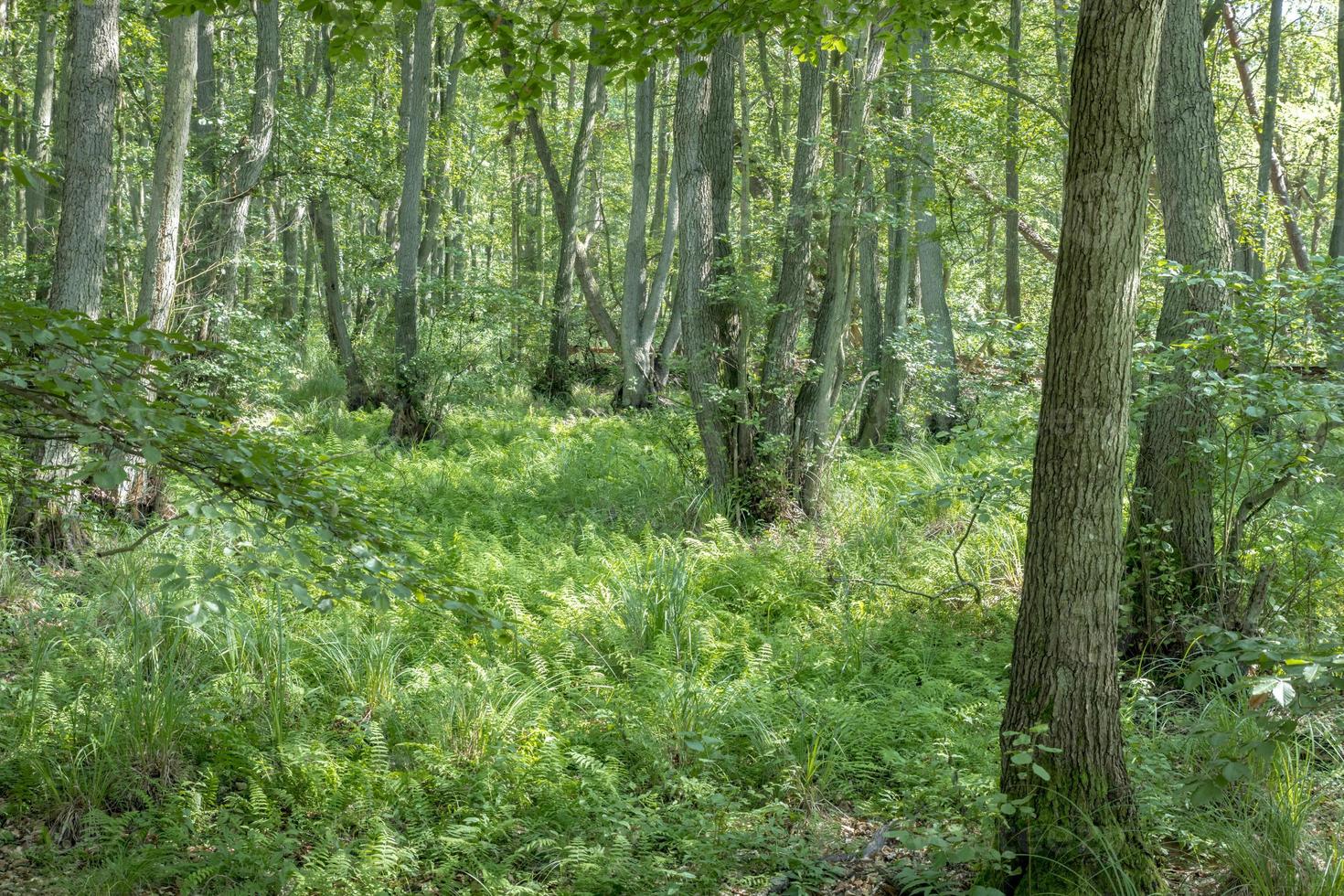 Paysage forestier de la lande allemande avec de l'herbe de fougère et des arbres à feuilles caduques en été photo