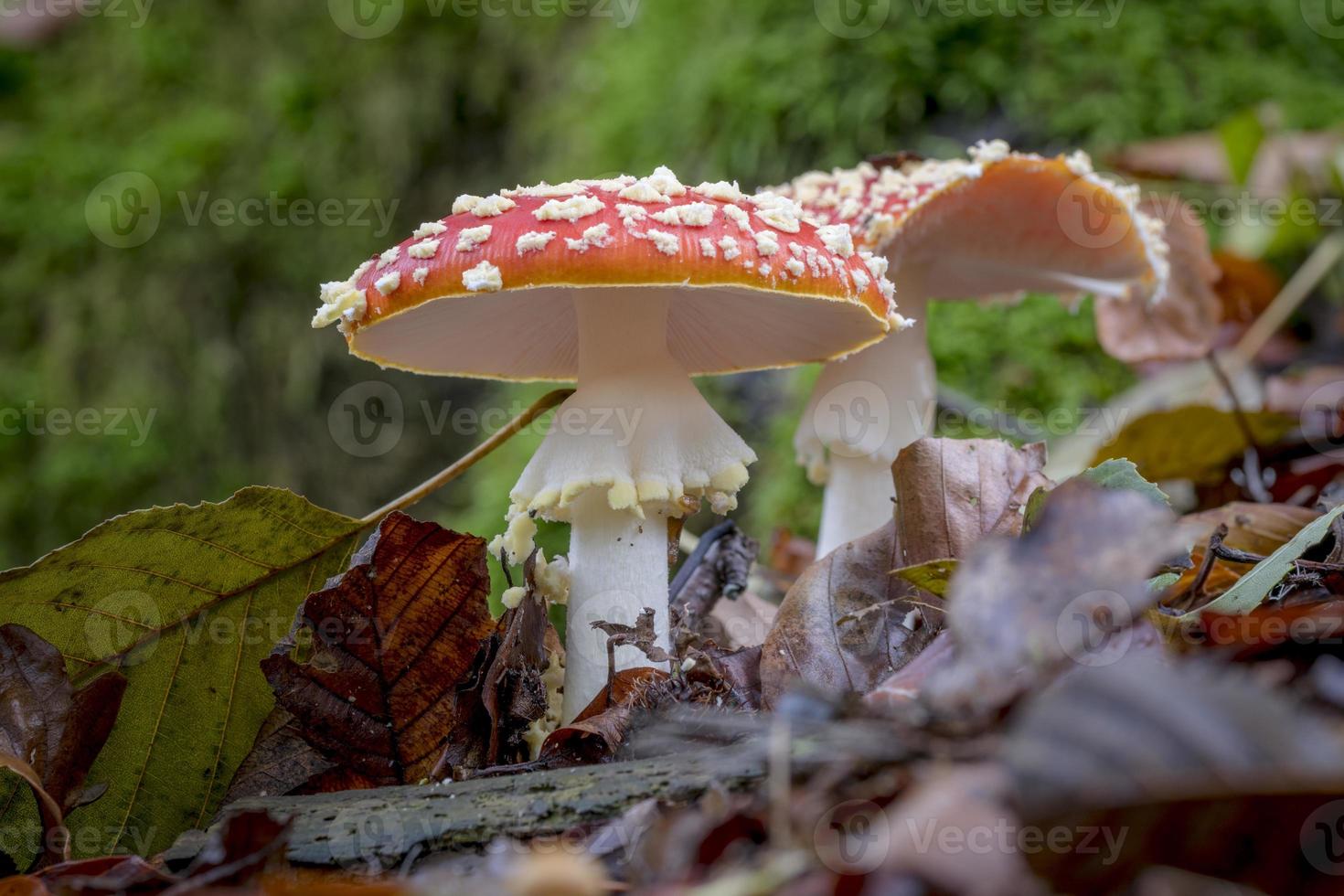 Deux agaric mouche sur le sol de la forêt avec feuillage automnal photo