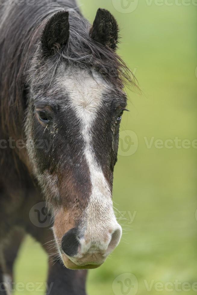 Portrait d'un cheval brun avec une fourrure sale est debout sur un pré photo