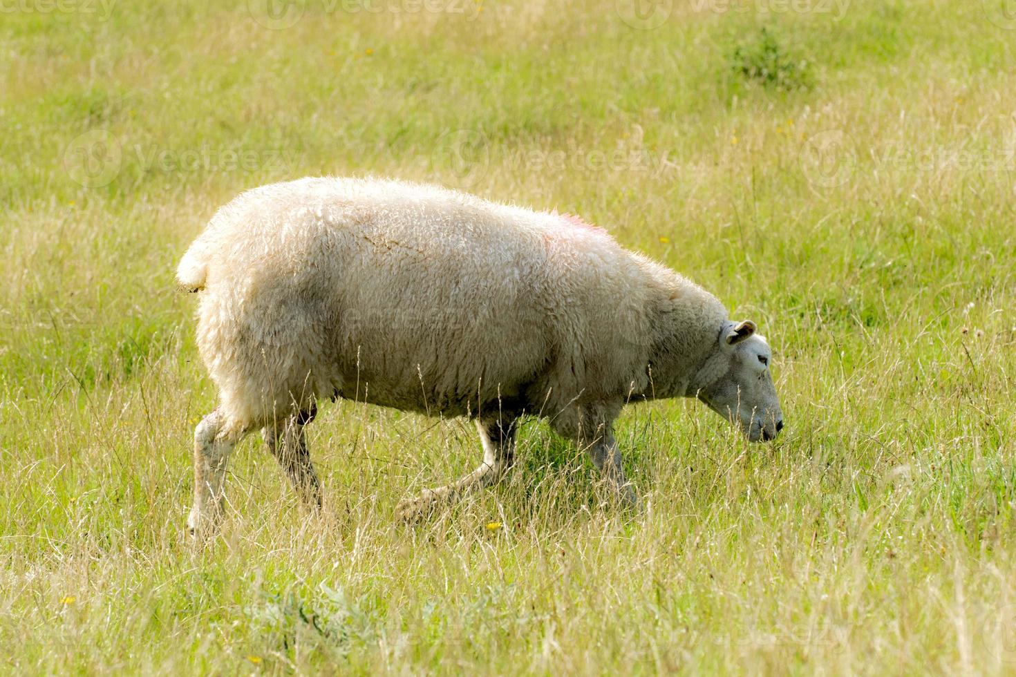 moutons sur une digue en face de l'herbe verte photo