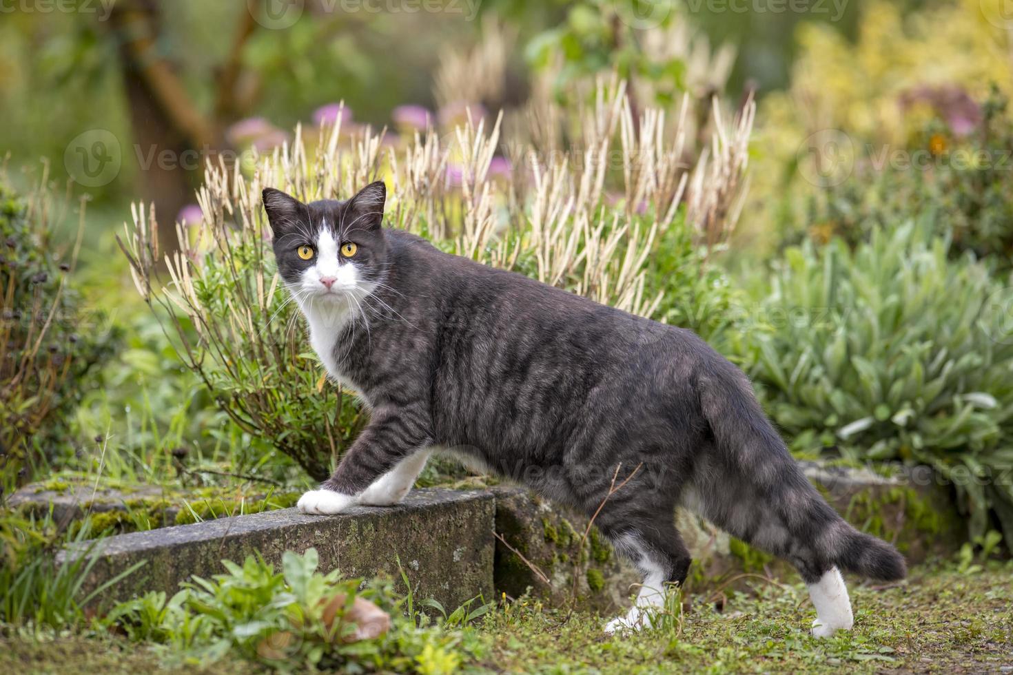 Chat domestique blanc noir aux yeux jaunes dans un jardin photo