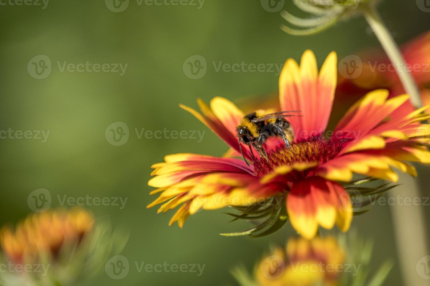 Bourdon sur une fleur d'aster isolé sur fond vert flou photo