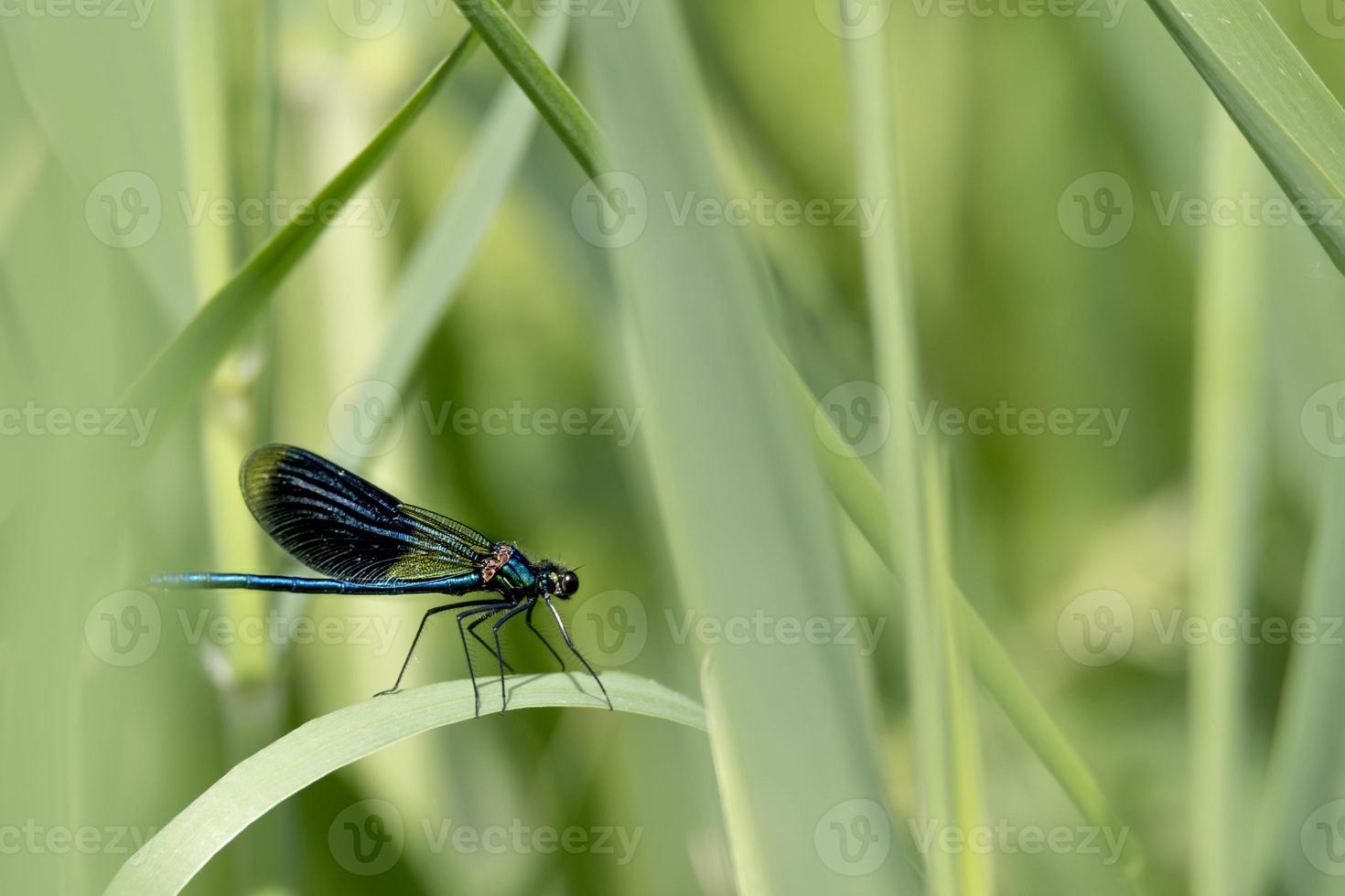 Libellule bleue se trouve sur un brin d'herbe en face de l'arrière-plan flou avec copie espace photo