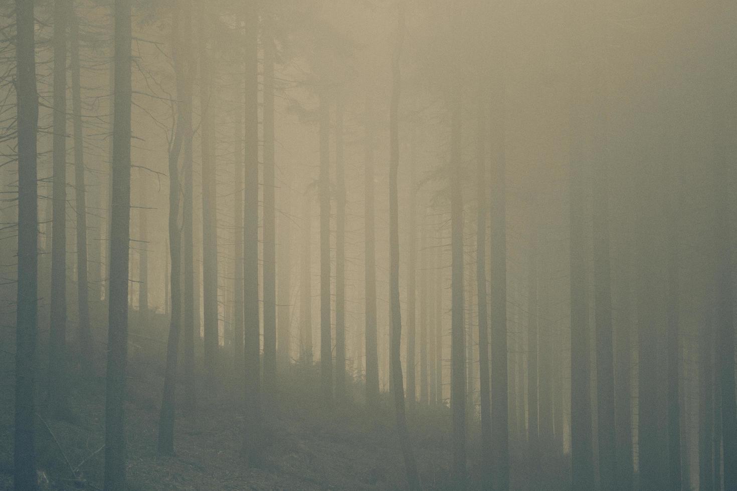 arbres sans feuilles par temps brumeux photo