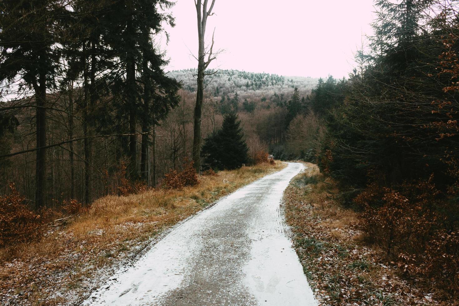 route entourée d'arbres pendant la journée photo