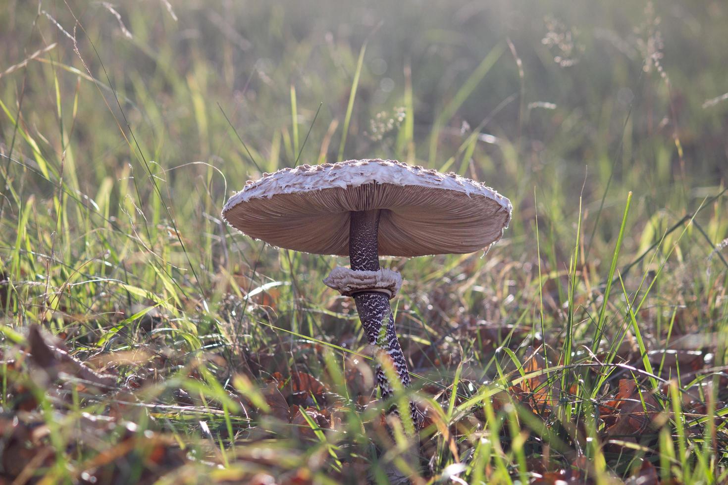 le champignon contre la litière forestière photo