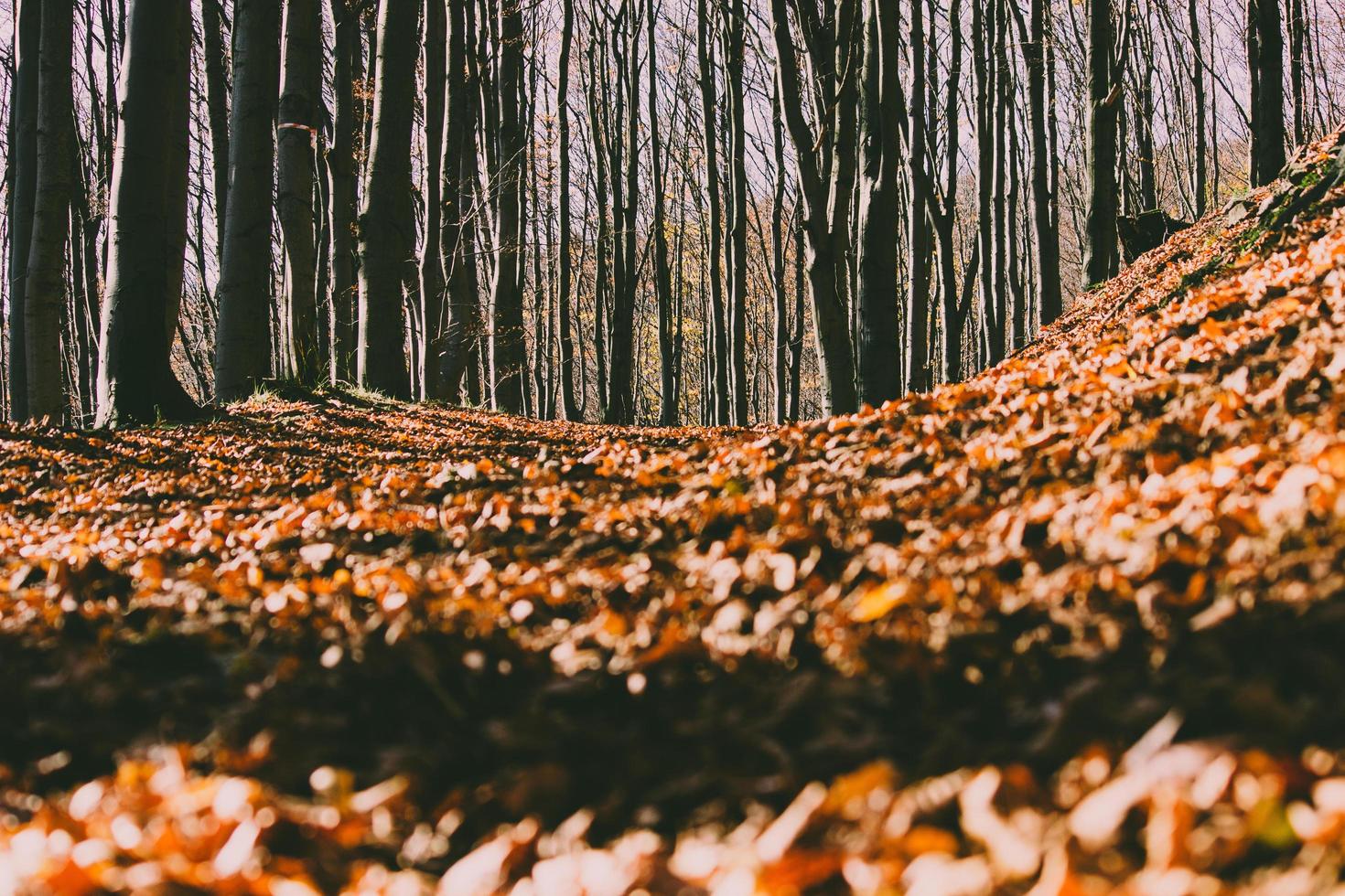 photo de mise au point peu profonde de feuilles séchées