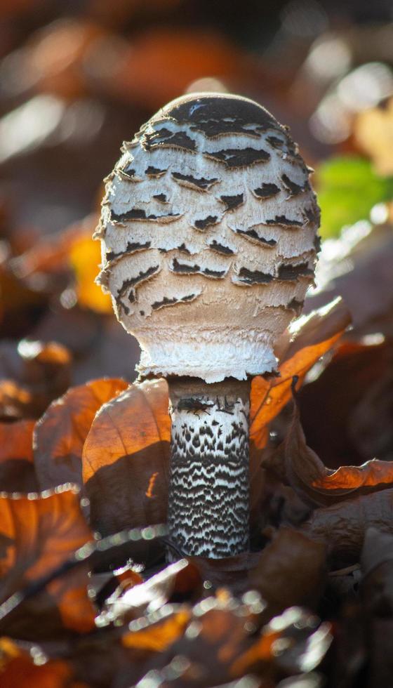 le champignon contre la litière forestière photo