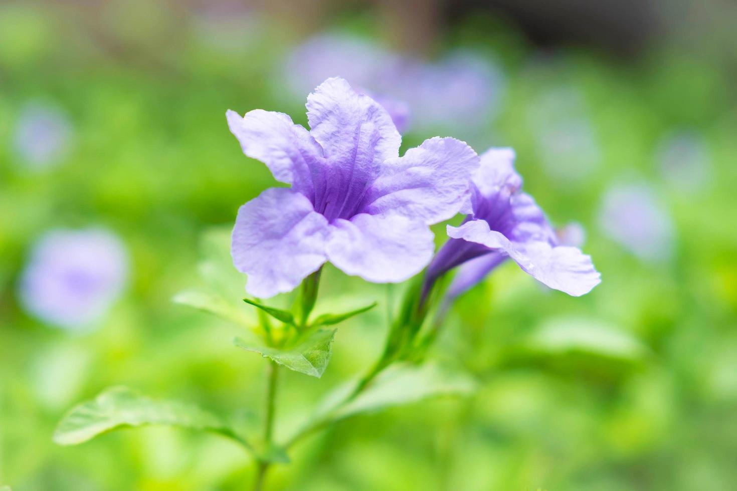 fond de fleurs ruellia tuberosa photo