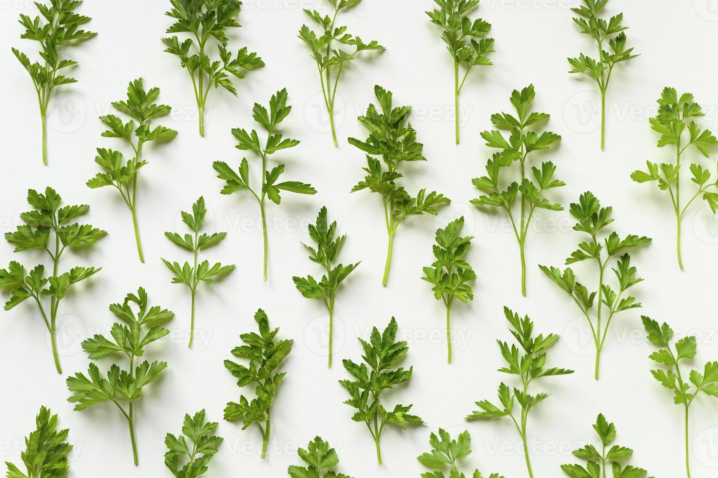 feuilles de persil motif herbes épicées photo