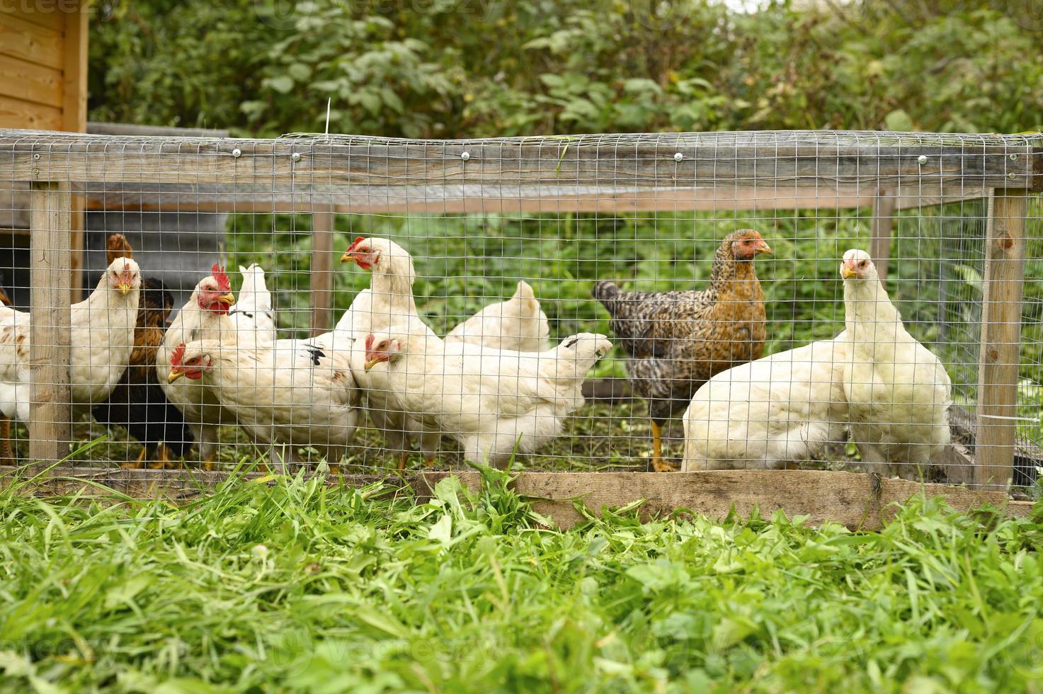 poulets poules poules ferme élevage photo